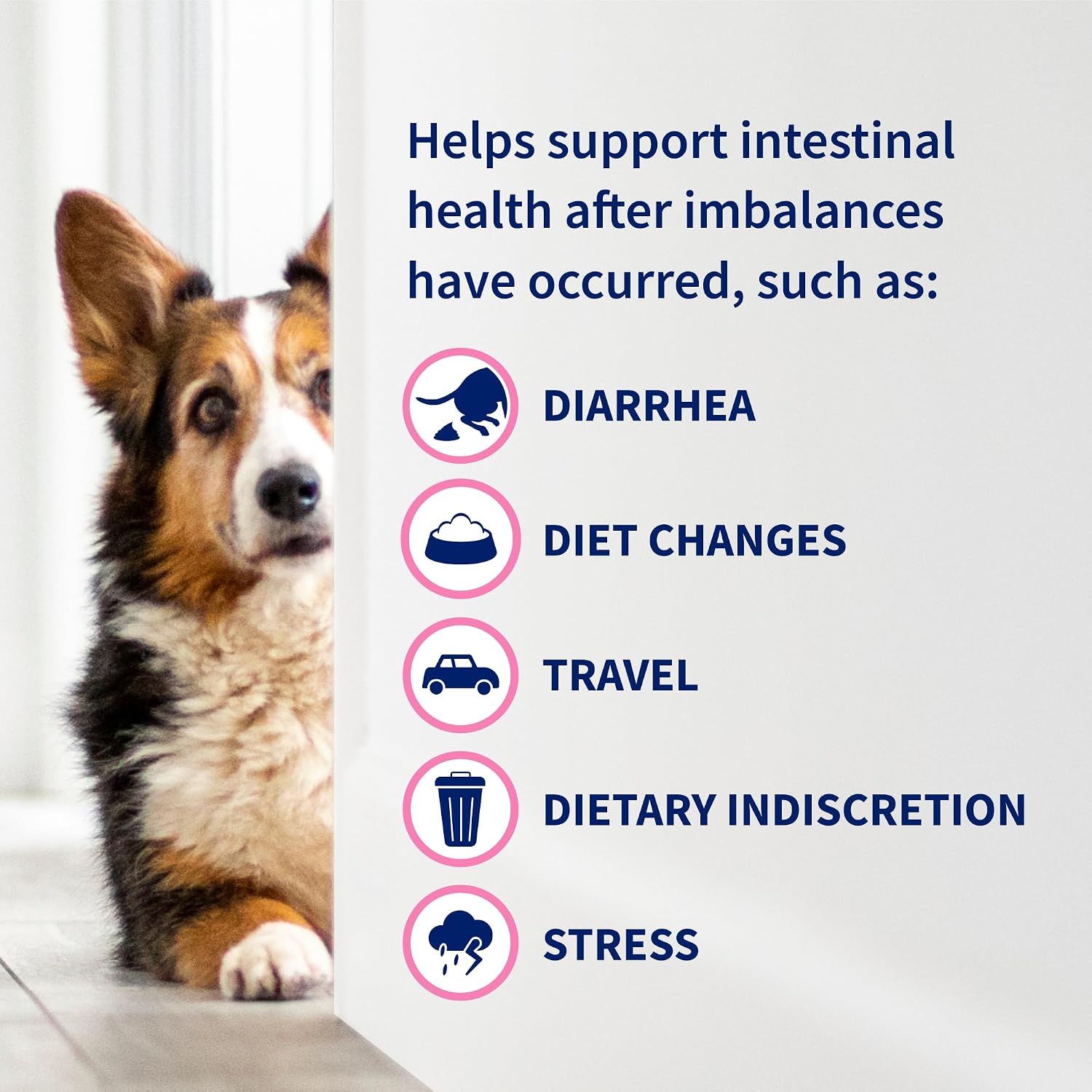 Nutramax Proviable Probiotics for Dogs and Cats, Daily Digestive Health Supplement with Multiple Strains of Bacteria, Cat and Dog Probiotics Plus Prebiotics, 30 Capsules - Image 8