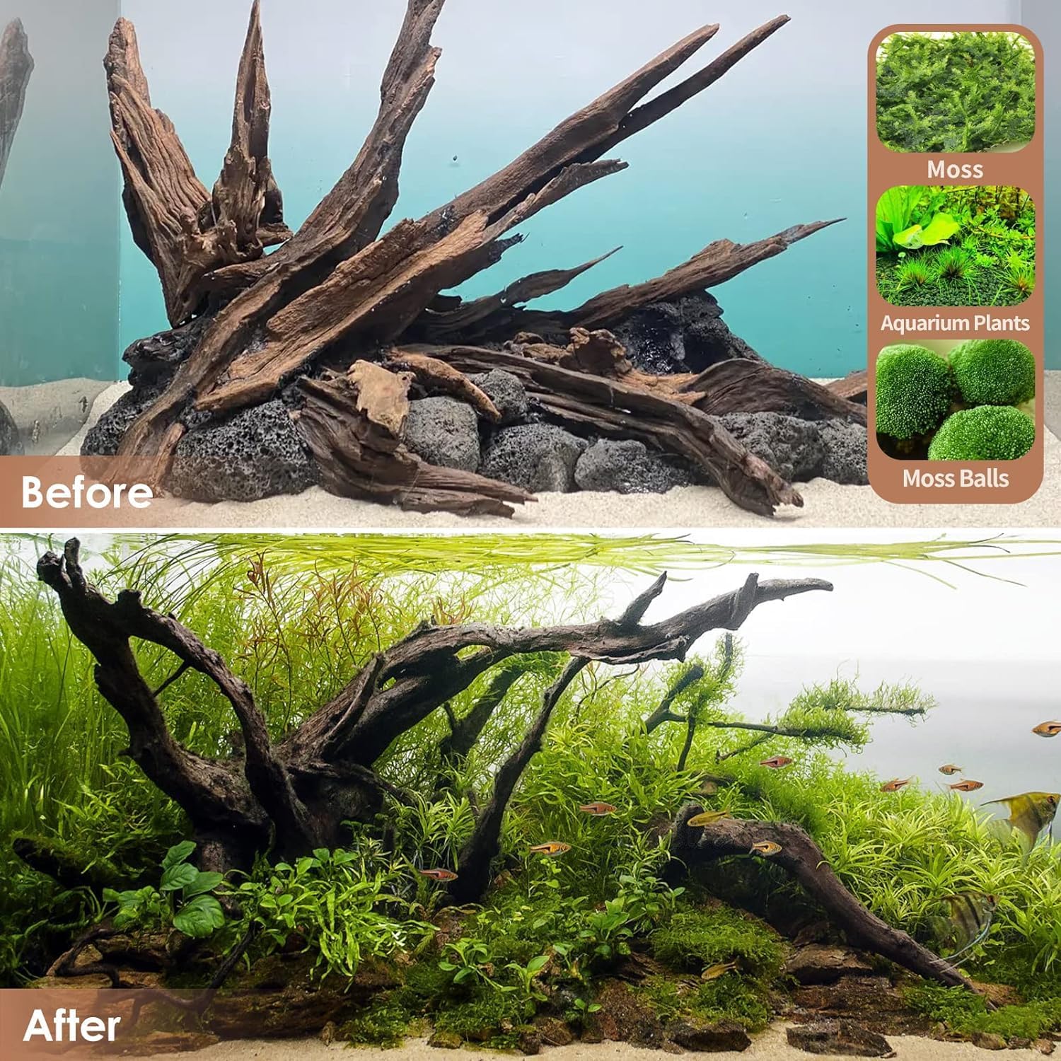 Jorewood Natural Large Aquarium Driftwood for Fish Tanks & Reptile Terrariums – 100% Safe Fish Tank Decorations, 2-Piece 10-14 Inch Unique Twisted Branches Low Tannin, Easy to Sink - Image 7