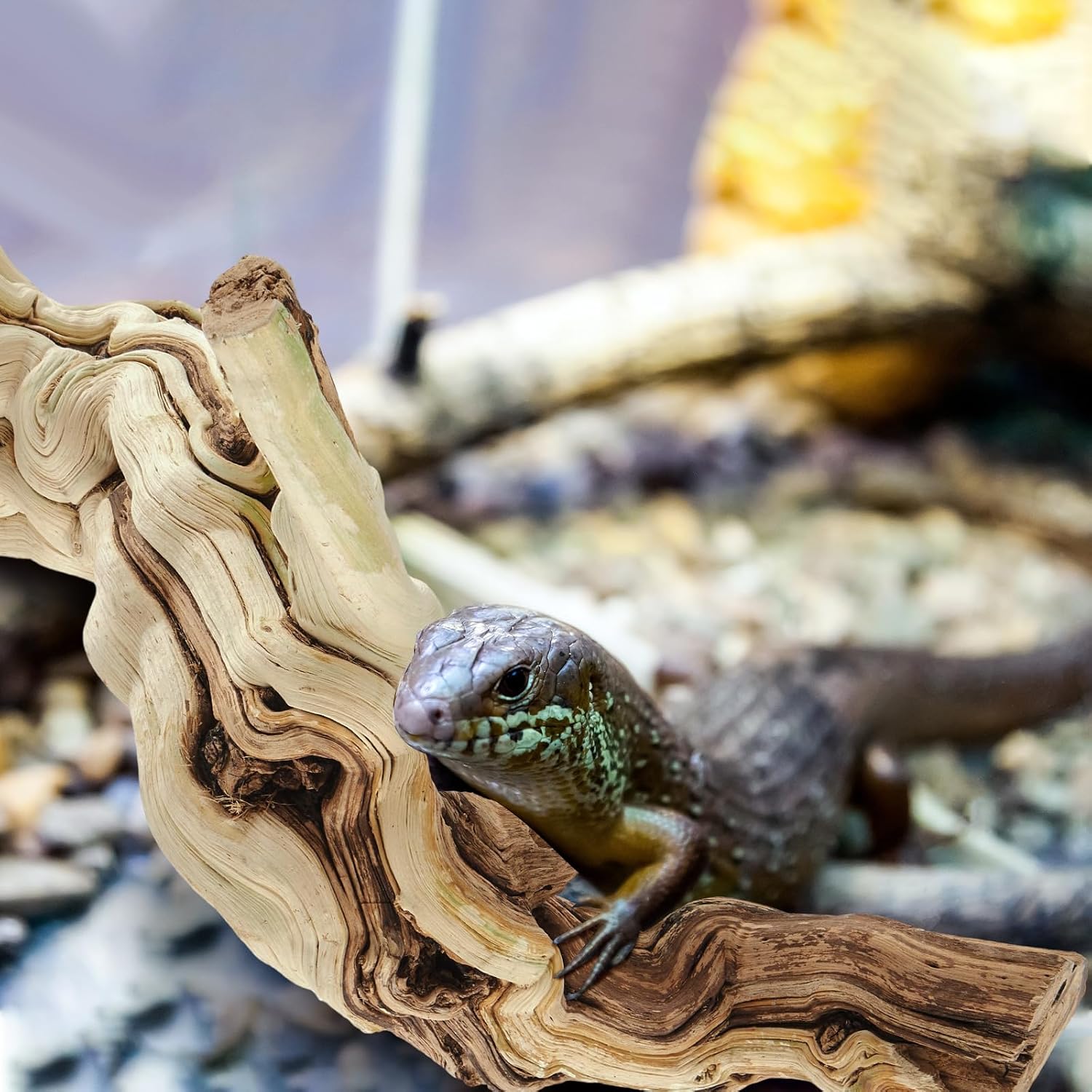 Janinka 10-12" Length Large Wood Reptile Branch for Bearded Dragon Driftwood Reptile Climbing Habitat Decoration for Terrarium Tree Trunk Ornament Gecko Frog Chameleon Spider - Image 5
