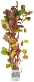Live Aquarium Plants Variety Pack – Nursery’s Choice Easy Beginner 6-Bundle Package | Freshwater Tank Starter Kit, Hardy Low-Light Aquatic Plants - Image 4