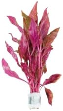 Live Aquarium Plants Variety Pack – Nursery’s Choice Easy Beginner 6-Bundle Package | Freshwater Tank Starter Kit, Hardy Low-Light Aquatic Plants - Image 5