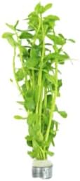 Live Aquarium Plants Variety Pack – Nursery’s Choice Easy Beginner 6-Bundle Package | Freshwater Tank Starter Kit, Hardy Low-Light Aquatic Plants - Image 3
