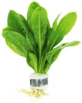 Live Aquarium Plants Variety Pack – Nursery’s Choice Easy Beginner 6-Bundle Package | Freshwater Tank Starter Kit, Hardy Low-Light Aquatic Plants - Image 7