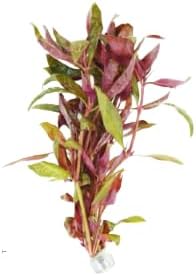 Live Aquarium Plants Variety Pack – Nursery’s Choice Easy Beginner 6-Bundle Package | Freshwater Tank Starter Kit, Hardy Low-Light Aquatic Plants - Image 2