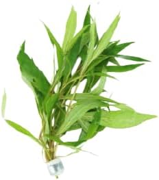 Live Aquarium Plants Variety Pack – Nursery’s Choice Easy Beginner 6-Bundle Package | Freshwater Tank Starter Kit, Hardy Low-Light Aquatic Plants - Image 6