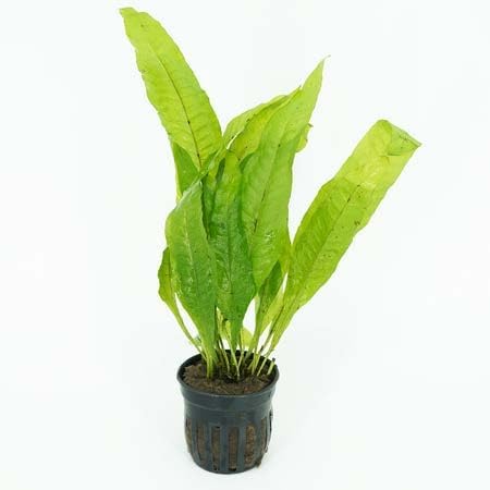 Live Aquarium Plants Variety Pack – Nursery’s Choice Easy Beginner 6-Pot Package | Freshwater Tank Starter Kit, Hardy Low-Light Aquatic Plants - Image 5