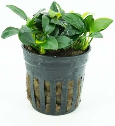 Live Aquarium Plants Variety Pack – Nursery’s Choice Easy Beginner 6-Pot Package | Freshwater Tank Starter Kit, Hardy Low-Light Aquatic Plants - Image 8