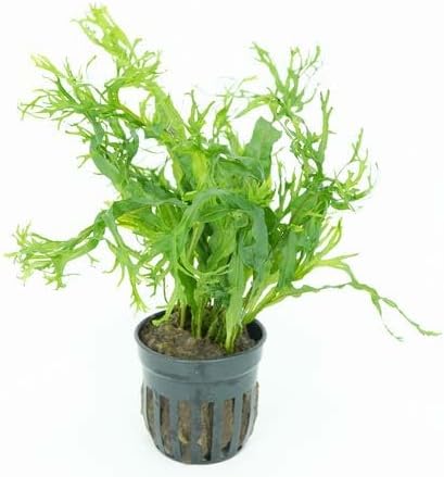 Live Aquarium Plants Variety Pack – Nursery’s Choice Easy Beginner 6-Pot Package | Freshwater Tank Starter Kit, Hardy Low-Light Aquatic Plants - Image 6