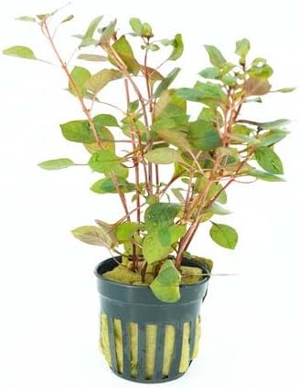 Live Aquarium Plants Variety Pack – Nursery’s Choice Easy Beginner 6-Pot Package | Freshwater Tank Starter Kit, Hardy Low-Light Aquatic Plants - Image 4
