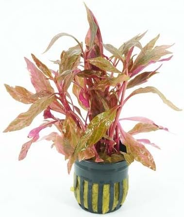 Live Aquarium Plants Variety Pack – Nursery’s Choice Easy Beginner 6-Pot Package | Freshwater Tank Starter Kit, Hardy Low-Light Aquatic Plants - Image 3
