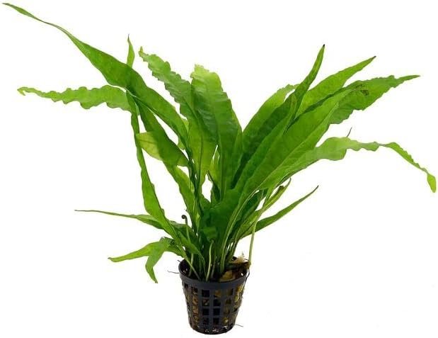 Potted Microsorum Plants – Ja...