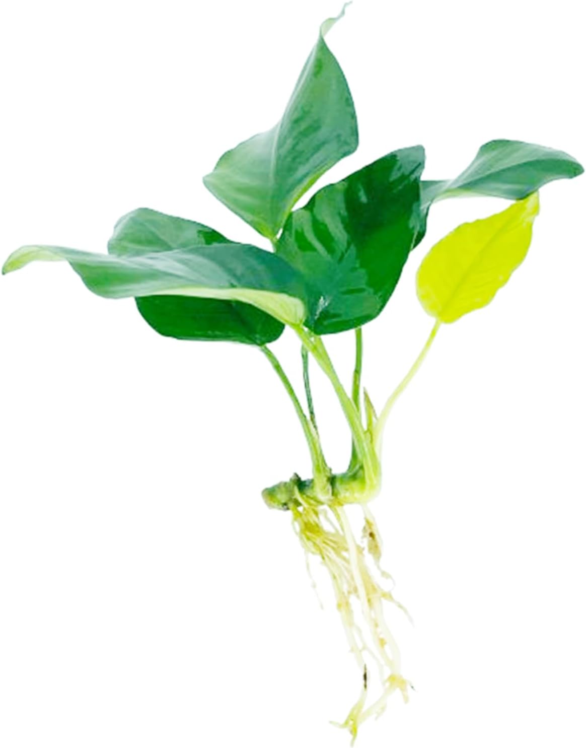 Java Fern and Anubias Aquarium Plant Bundle - Live Freshwater Plants for Aquascaping, Low Maintenance, Easy Beginner-Friendly Decor for Fish Tank - Image 2