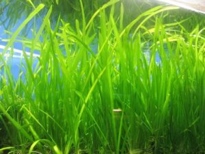 Marcus Fish Tanks 6 Jungle Val R...