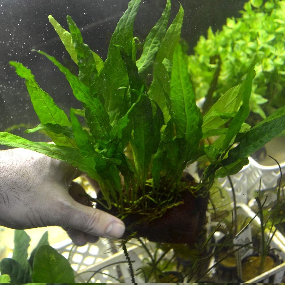 3 Aquatic Plants Bundle | Live Plants for Freshwater Aquariums (3 X Microsorum Java Fern Plants) - Image 4