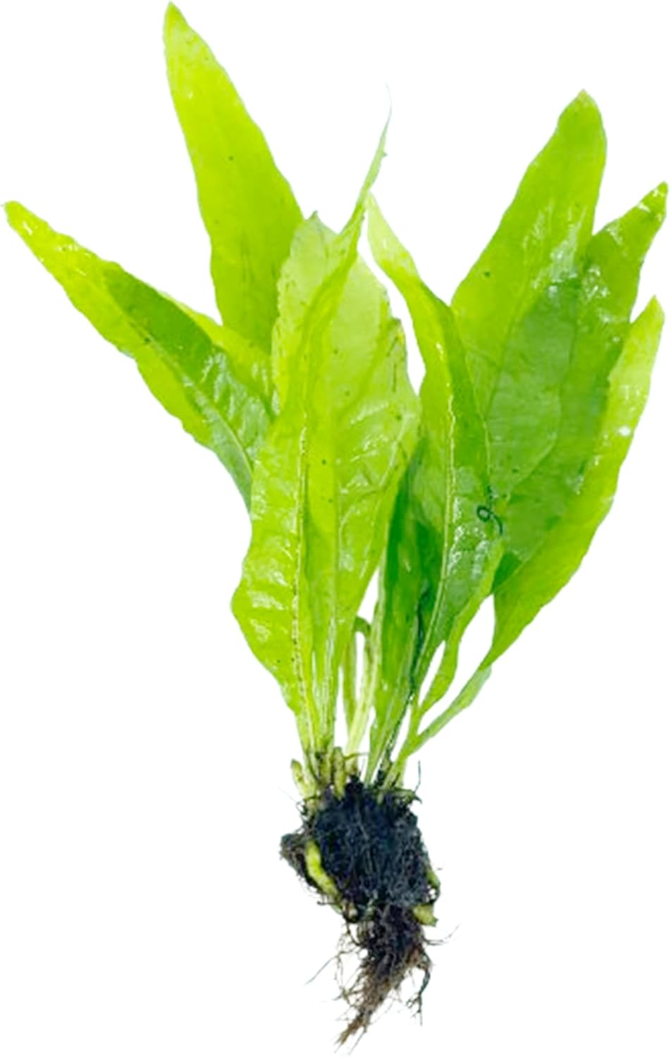 Java Fern and Anubias Aquarium Plant Bundle - Live Freshwater Plants for Aquascaping, Low Maintenance, Easy Beginner-Friendly Decor for Fish Tank - Image 3