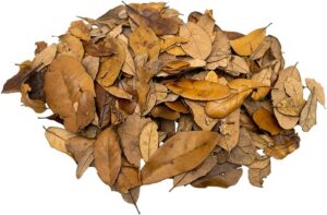 XYZReptiles Premium Live Oak Leaf L...