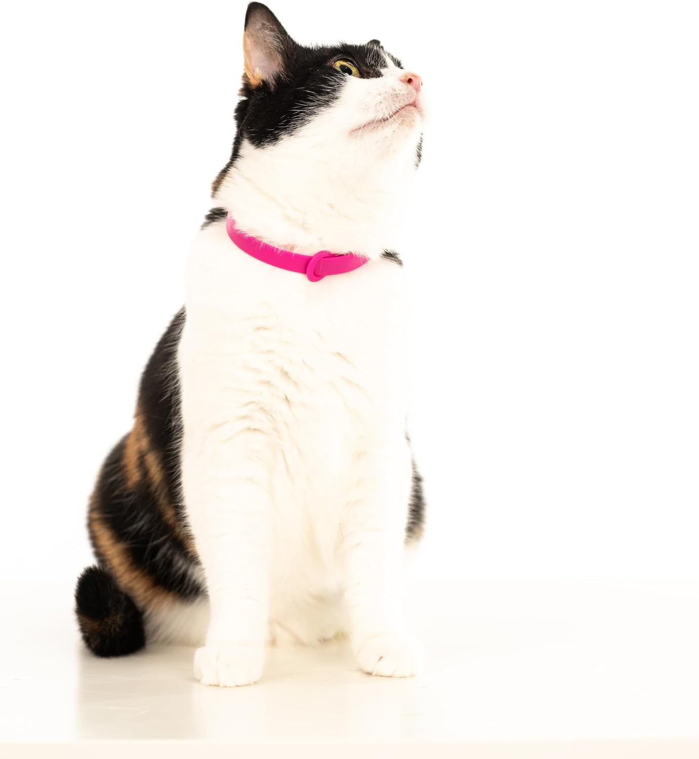 Breakaway Cat Collar - Soft, Comfortable, and Lightweight Safety Buckle Collar with Name Tag Ring for Outdoor Cats and Sensitive Skin Kittens by Nuvuq (6 ⅞" to 10 ¼", Pink) - Image 7