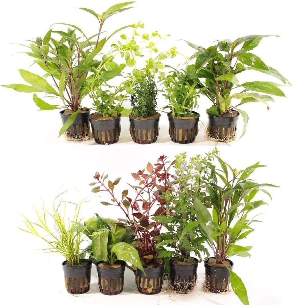 Live Freshwater Aquarium Plants ...