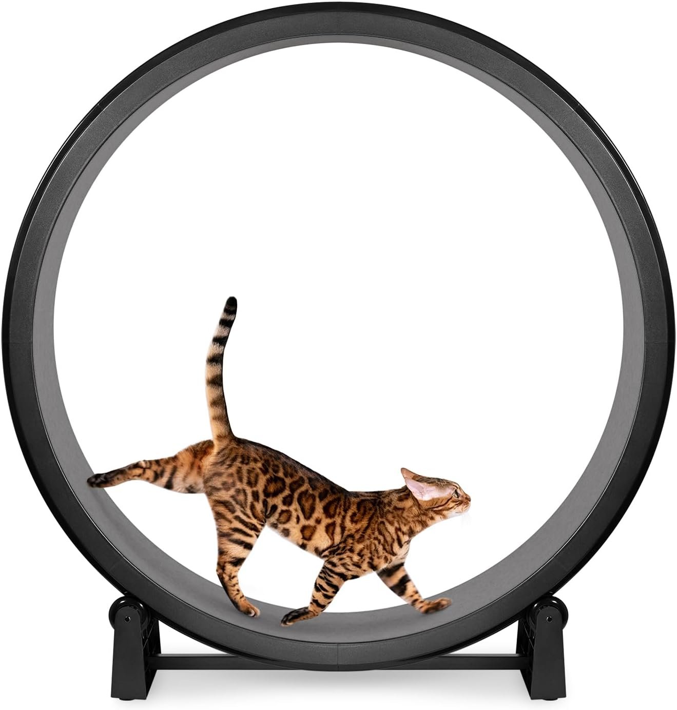 One Fast Cat – Cat Exercise W...
