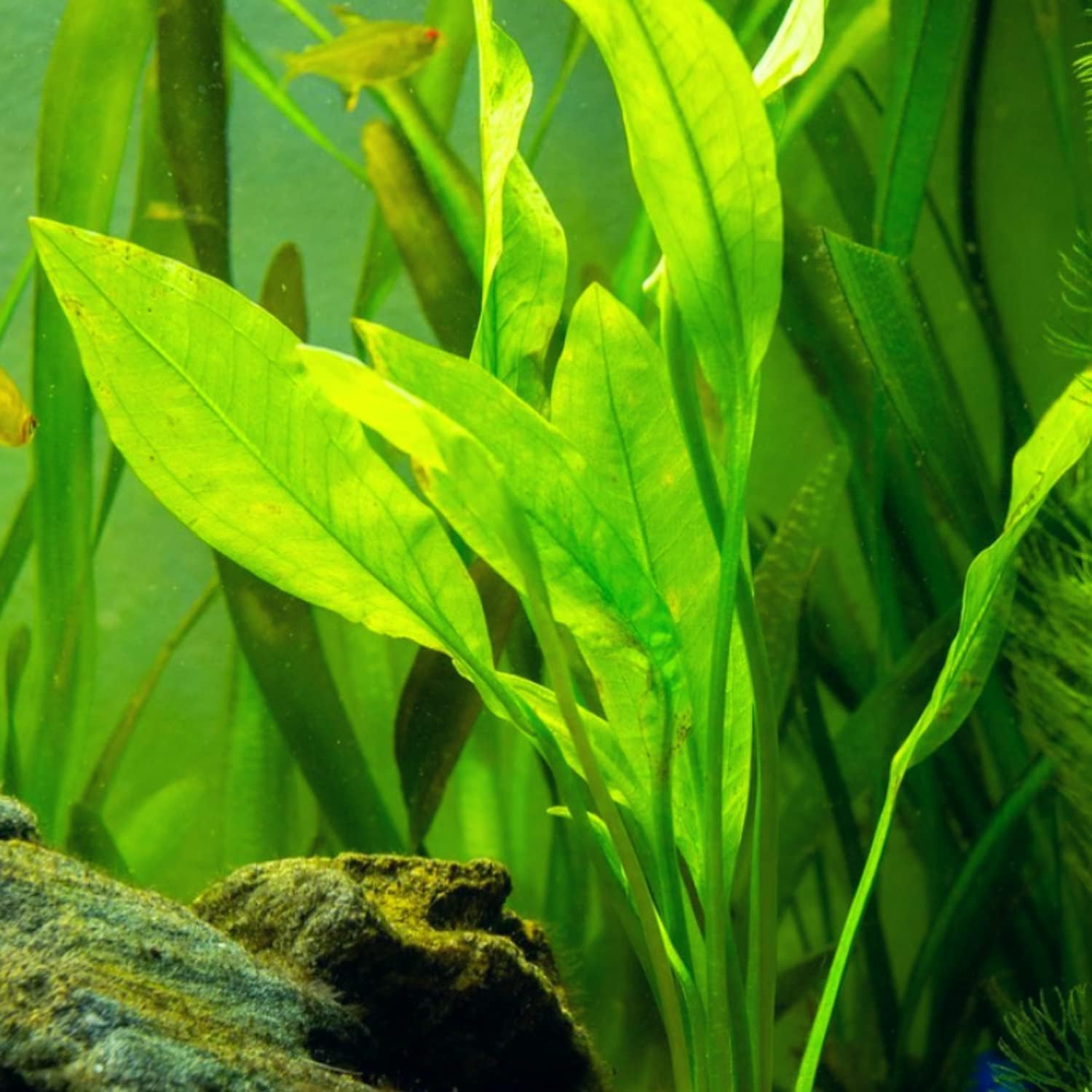Mainam 4 Different Alternanthera Lilacina Amazon Sword Java Fern Java Moss Tropical Freshwater Live Aquarium Plant Decorations 3 Days BUY2GET1FREE - Image 3