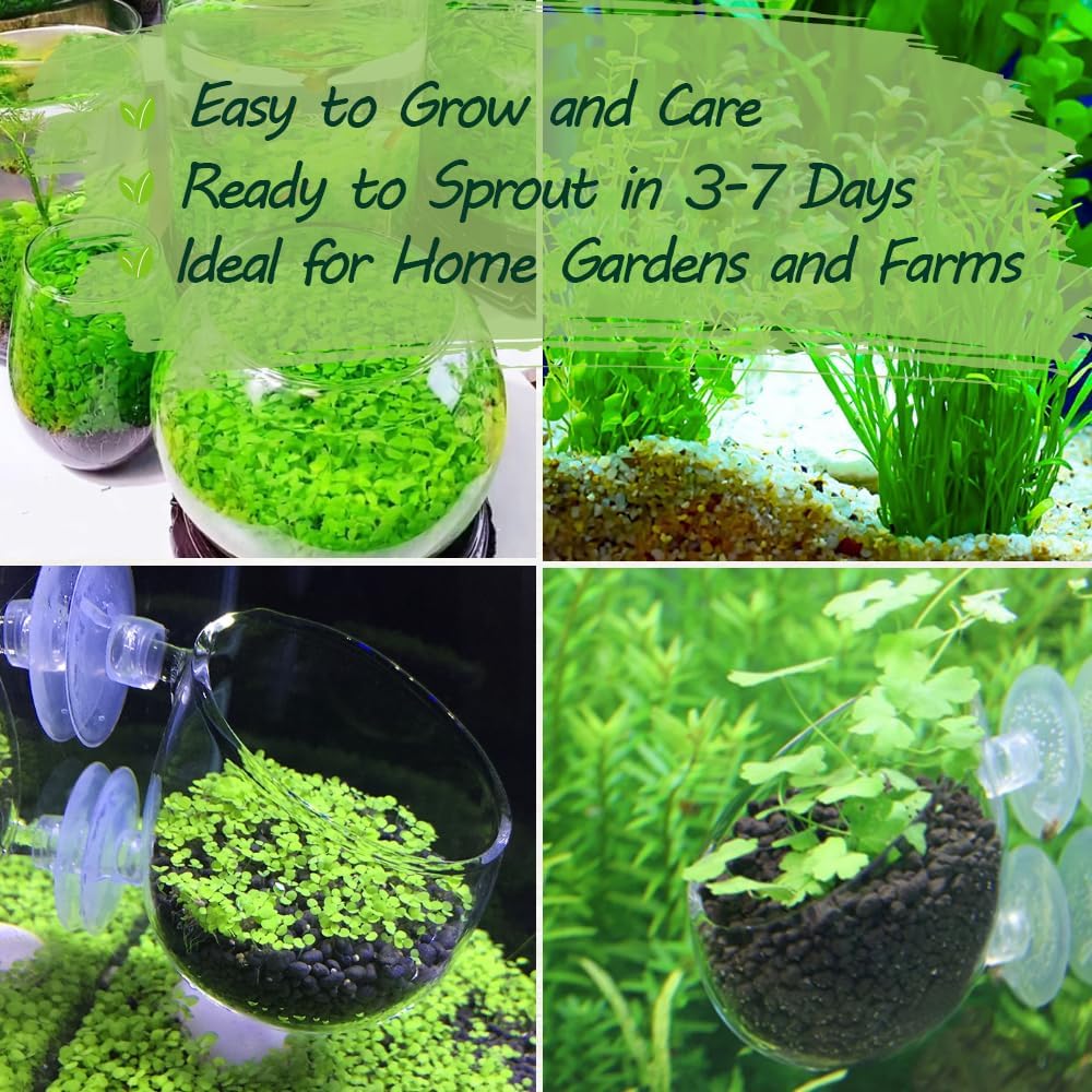 Premium Aquarium Plant Seeds for Planting – 13,000+ Live Mixed Seeds, 8 Varieties – Easy-to-Grow Aquatic Greenery for Lush, Vibrant Fish Tanks - Image 3