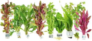 Live Aquarium Plants Bundle – 6 F...