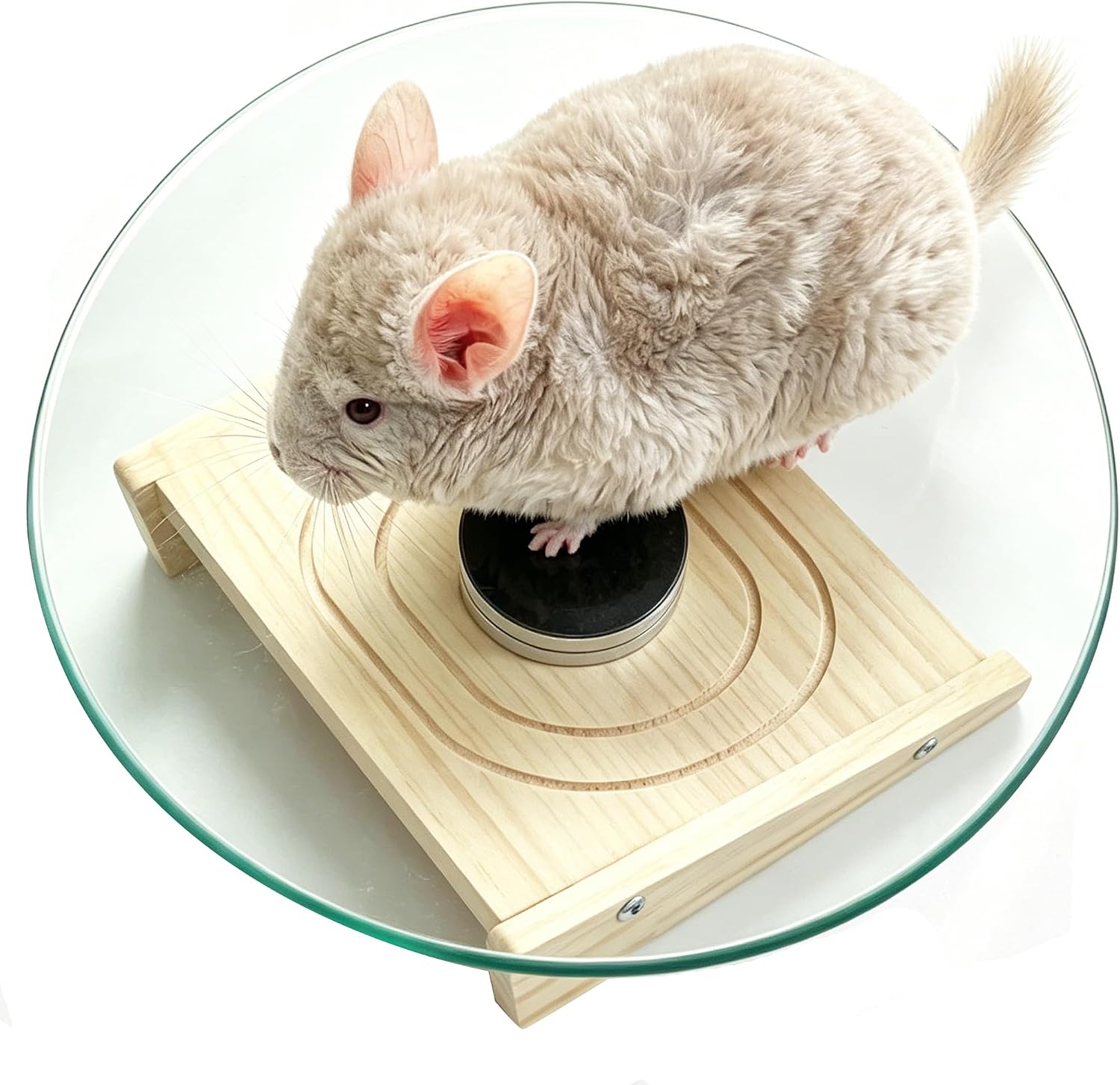 Glass Chinchilla Wheel - 11" Silent Chinchillas Exercise Wheel for Sugar Gliders,Syrian Hamsters,Hedgehog,Rats & Small Pets - Chew-Proof & Easy to Clean (11inch)