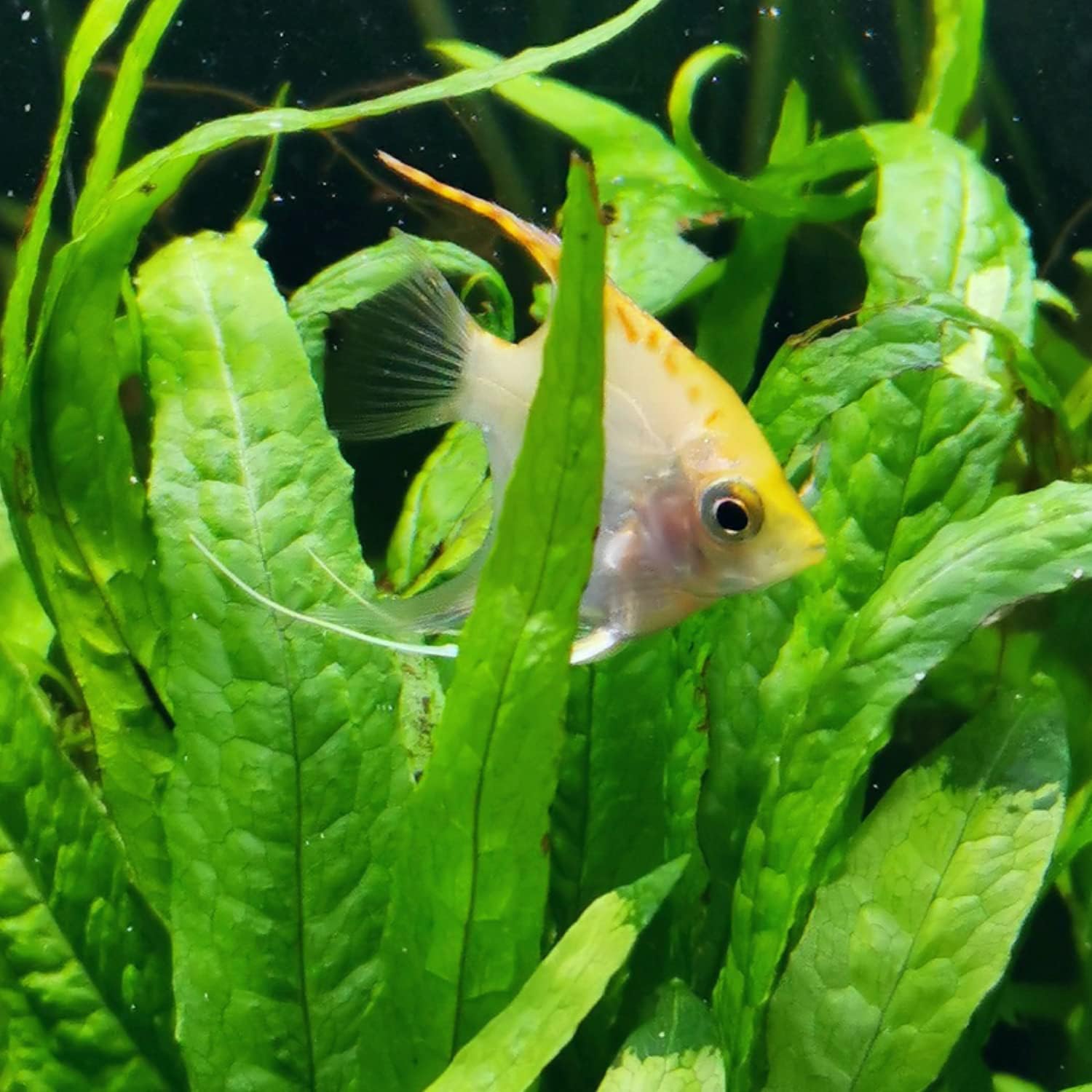 Mainam 4 Different Alternanthera Lilacina Amazon Sword Java Fern Java Moss Tropical Freshwater Live Aquarium Plant Decorations 3 Days BUY2GET1FREE - Image 4