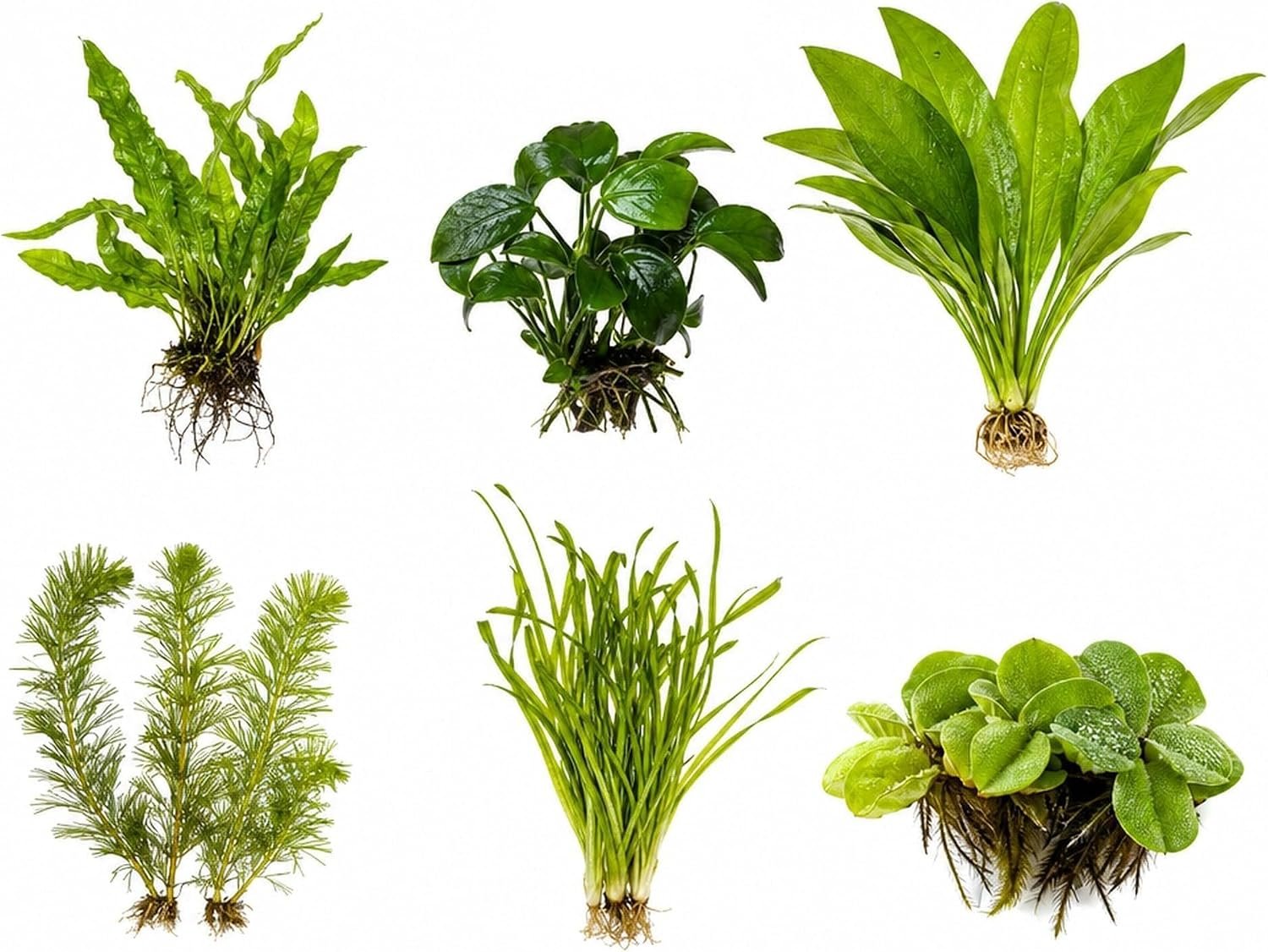 Assorted Mixed Plant Bundle | Live ...