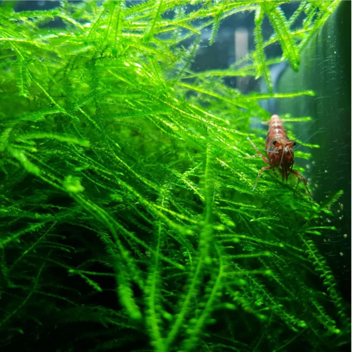 Mainam 4 Different Alternanthera Lilacina Amazon Sword Java Fern Java Moss Tropical Freshwater Live Aquarium Plant Decorations 3 Days BUY2GET1FREE - Image 5