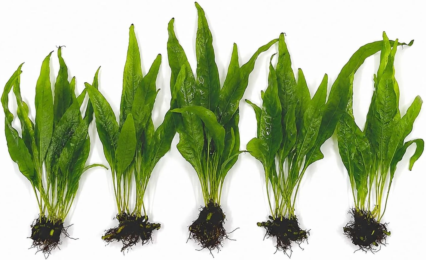 3 Aquatic Plants Bundle | Live Plants for Freshwater Aquariums (3 X Microsorum Java Fern Plants) - Image 3