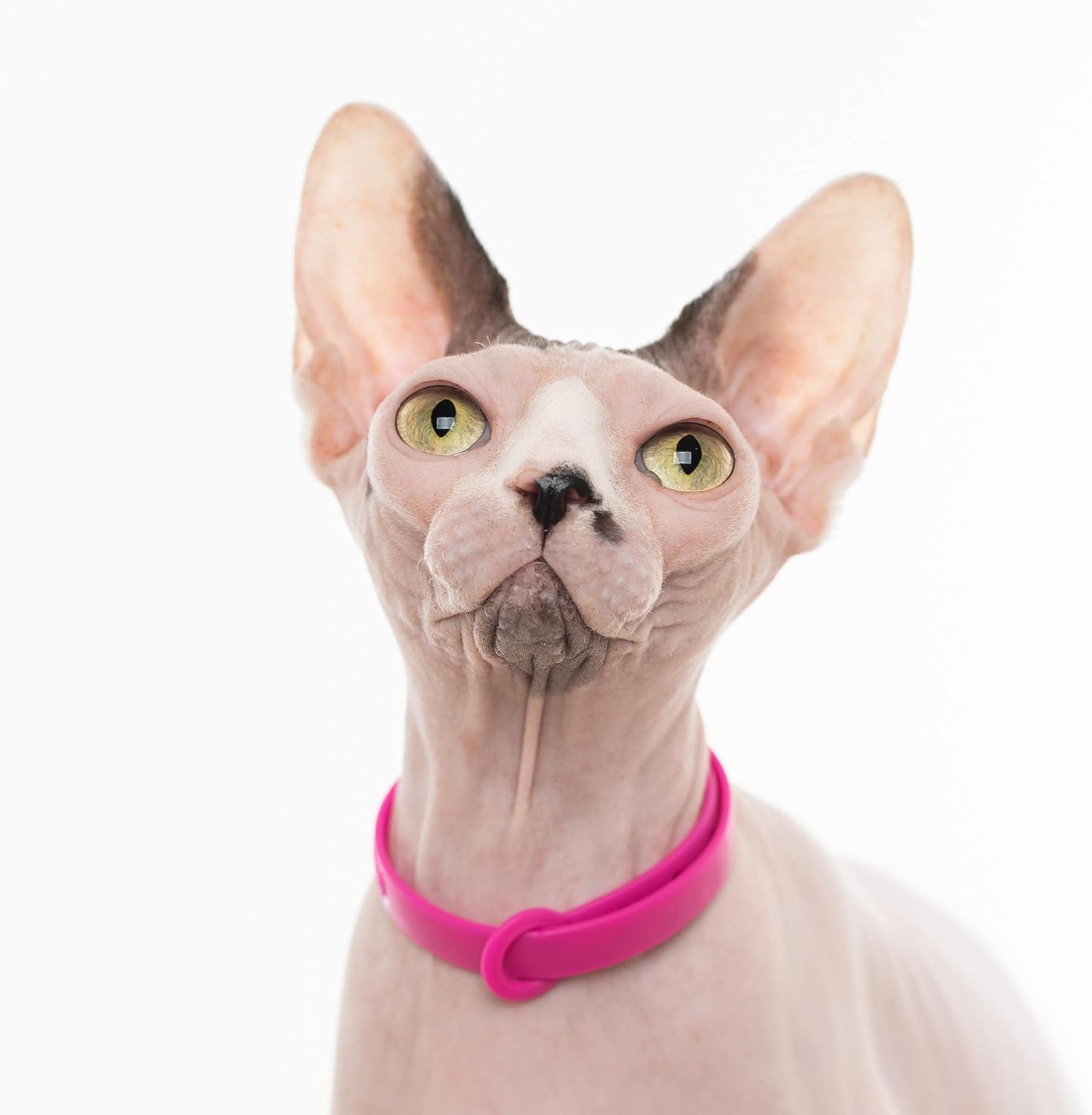Breakaway Cat Collar - Soft, Comfortable, and Lightweight Safety Buckle Collar with Name Tag Ring for Outdoor Cats and Sensitive Skin Kittens by Nuvuq (6 ⅞" to 10 ¼", Pink) - Image 6