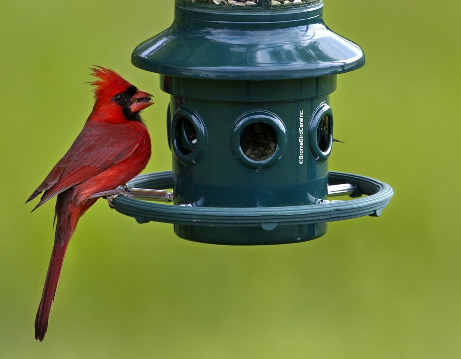 Squirrel Buster Plus Squirrel-proof Bird Feeder w/Cardinal Ring and 6 Feeding Ports, 5.1-pound Seed Capacity, Adjustable, Pole-mountable (POLE ADAPTOR SOLD SEPARATELY), Green | Squirrel-Proof Weight-Activated Shroud, Cardinal Ring, 6 Ports, 5.1 Lb Capacity, Adjustable Tension, Detachable for Cleaning - Image 10