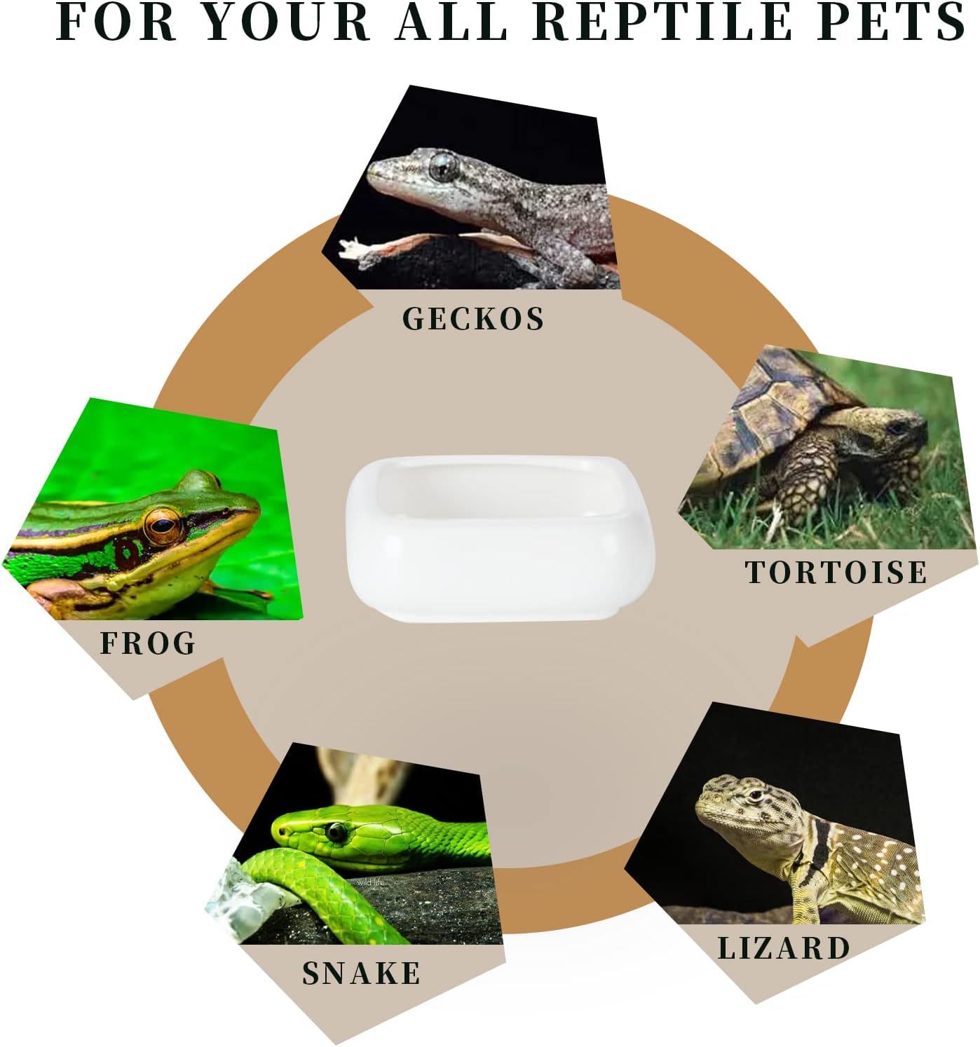 Ceramic Reptile Food Bowls, Reptile Water Food Dish (White, Medium-1Pack) - Image 5