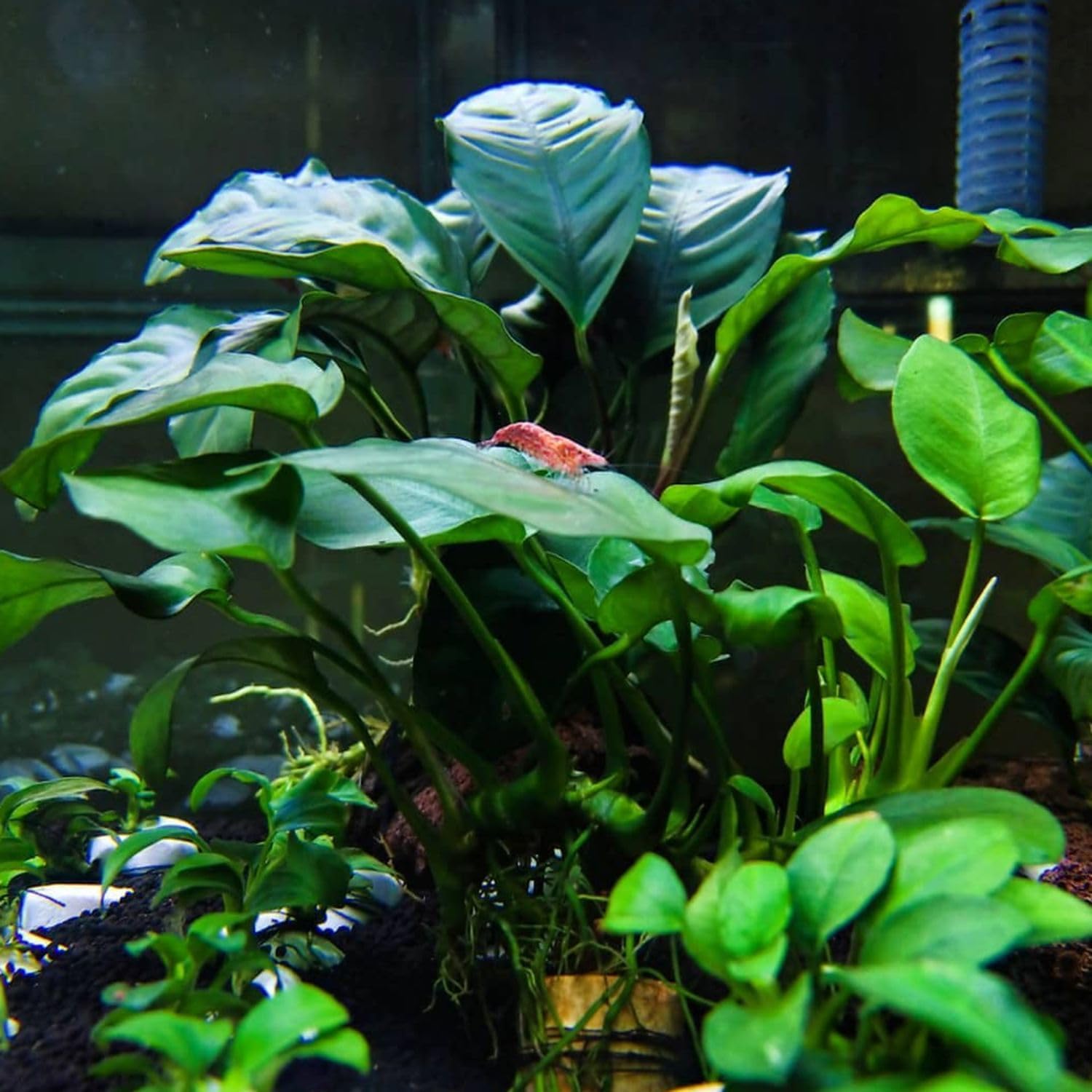 Java Fern and Anubias Aquarium Plant Bundle - Live Freshwater Plants for Aquascaping, Low Maintenance, Easy Beginner-Friendly Decor for Fish Tank - Image 4