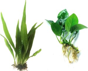 Java Fern and Anubias Aquarium Plan...