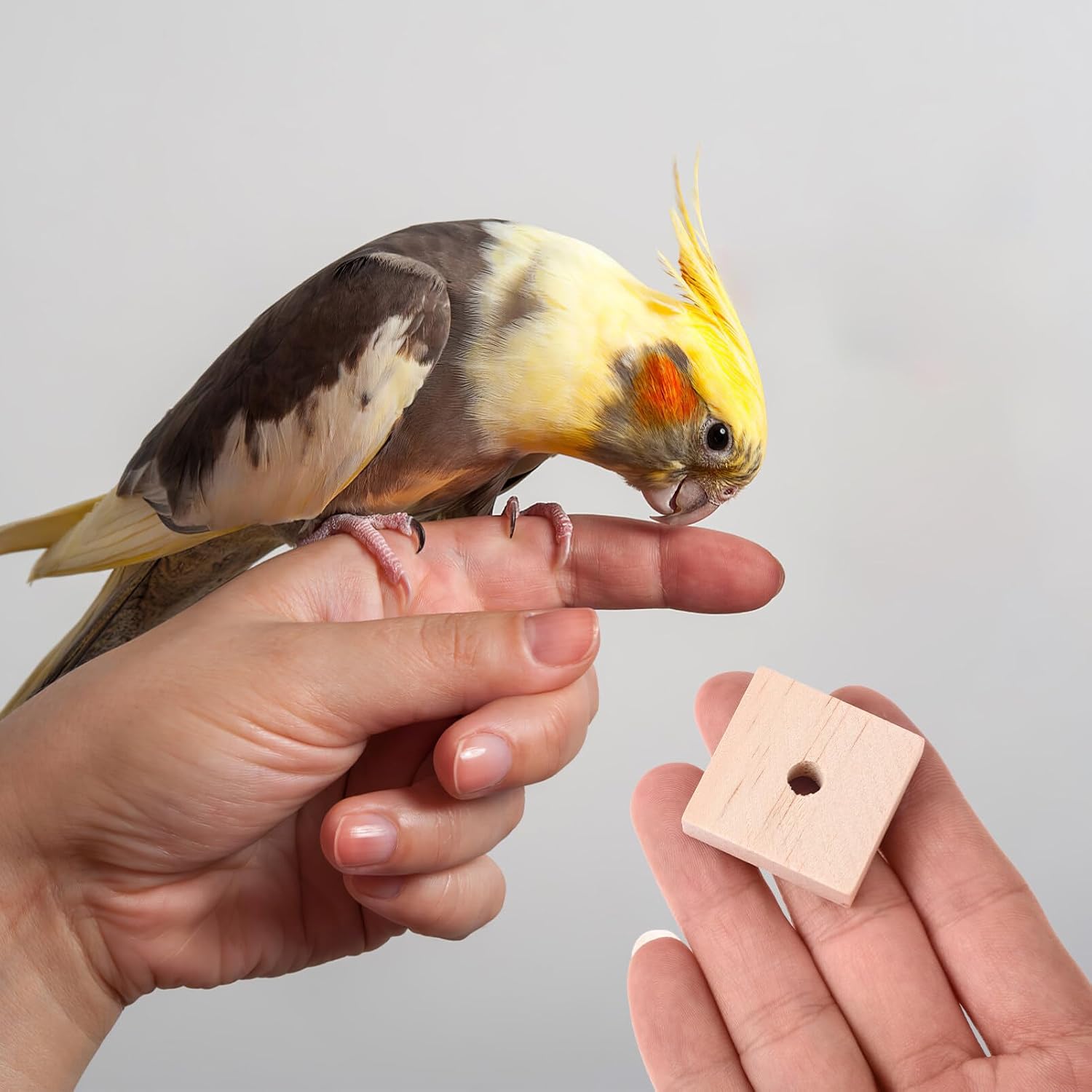 NOLITOY Parrot Toys: 100PCS Wooden Chewing Blocks, Thick Natural Wood for Bird Chew Training, DIY Cage Toys for Parakeet Budgie Conure Macaw Cockatoo - Image 5