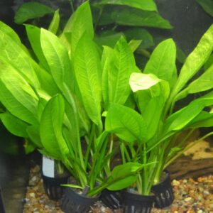 Amazon Sword – Echinodorus Bl...
