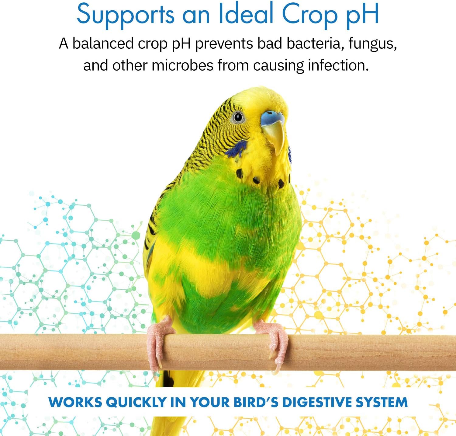 HealthyGut™ Avian Probiotics Dietary Supplement for Parrots, All-Natural Digestive System Formula (120 Servings) - Image 2