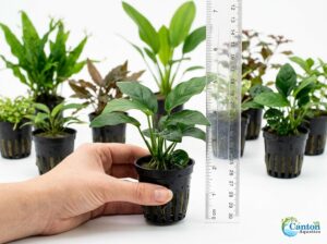 10 Assorted Potted Live Freshwater ...