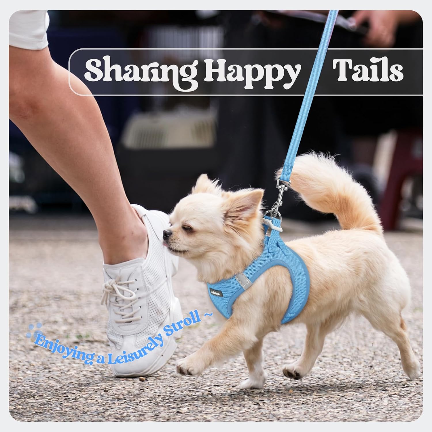 rabbitgoo Dog Harness Small Sized and Leash Set, Step-in Puppy Pet Vest | Light, Soft, Breathable Air Mesh, Easy on and Remove with Hook & Loop, Secure Reflective for Walking, Blue S - Image 9