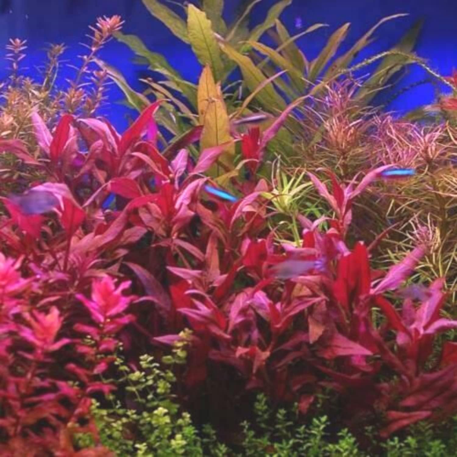 Mainam 4 Different Alternanthera Lilacina Amazon Sword Java Fern Java Moss Tropical Freshwater Live Aquarium Plant Decorations 3 Days BUY2GET1FREE - Image 2