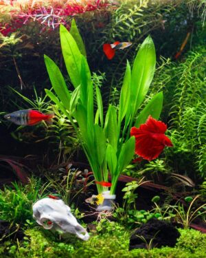 SubstrateSource Live Plant – ...