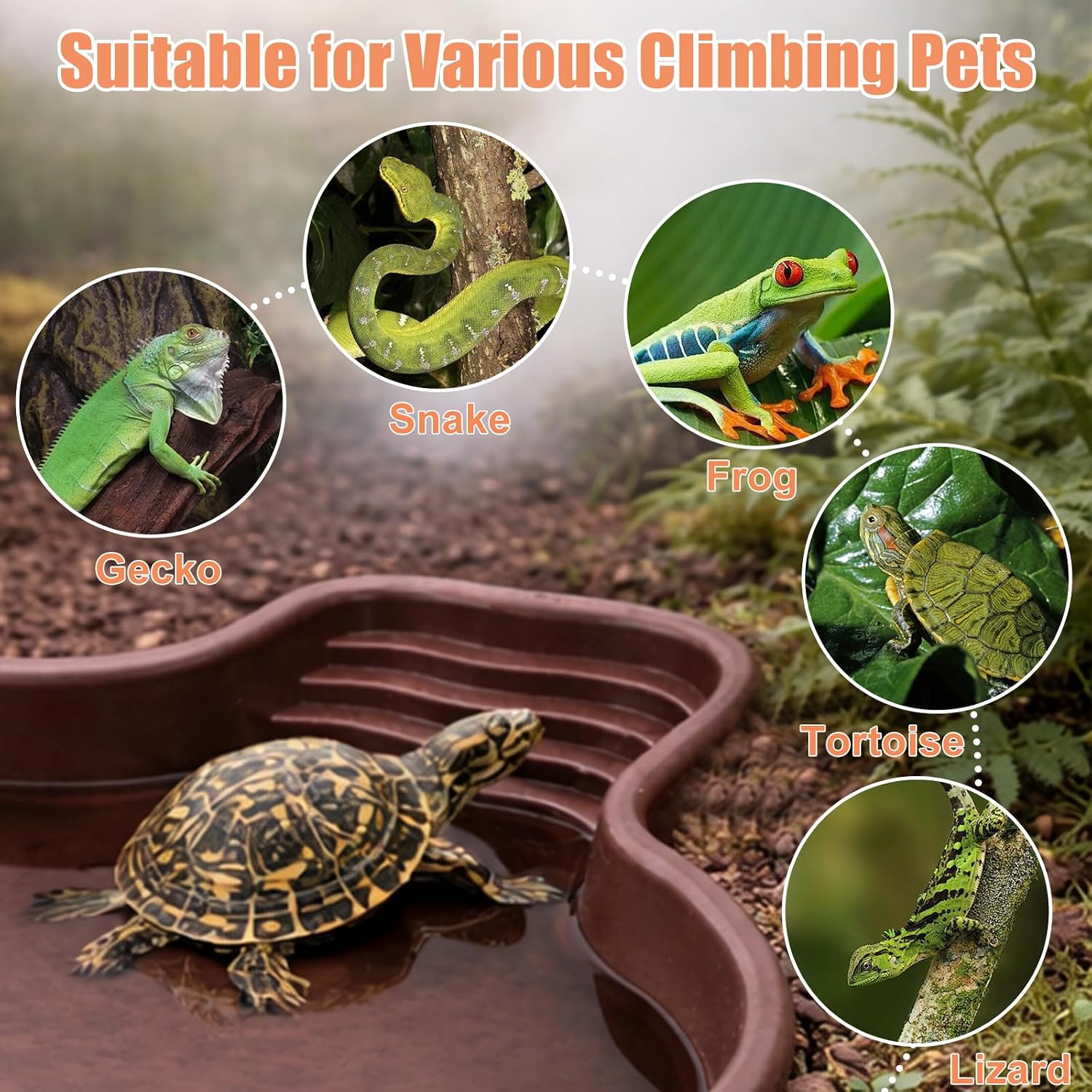 Petmolico Large Reptile Water Dish with Non-Slip Bottom – Snake Water Bowl,Tortoise Habitat Accessories for Turtle,Gecko,Lizard,Bearded Dragon - Image 6