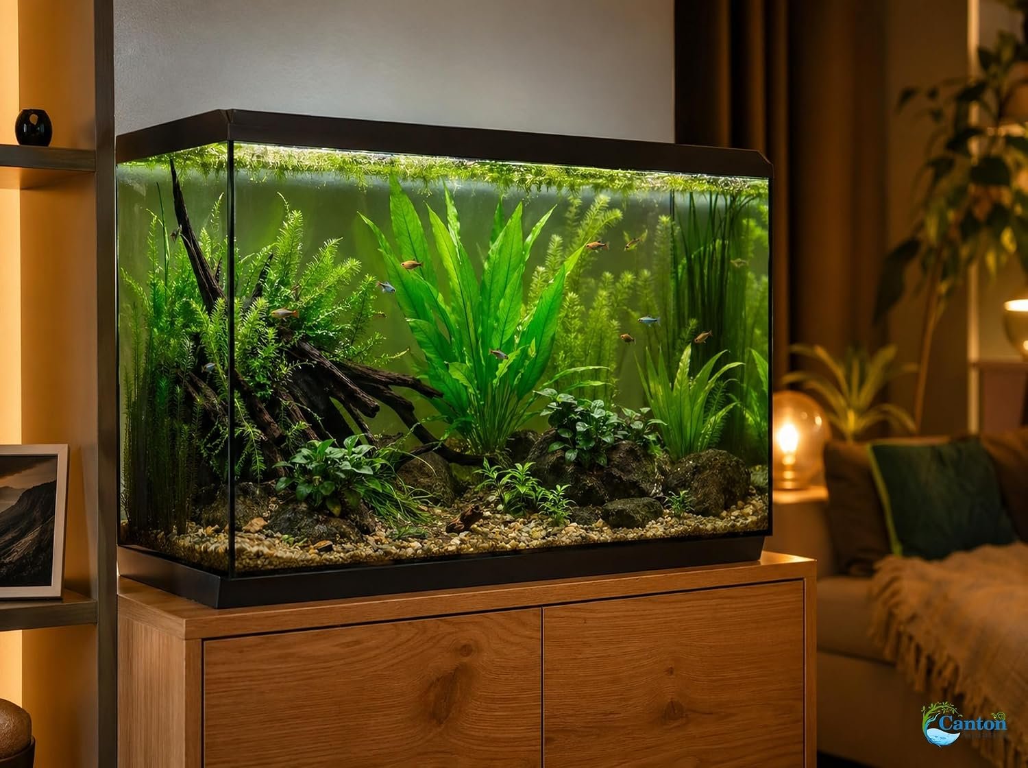 Assorted Mixed Plant Bundle | Live Aquarium Plant, Freshwater, Low | Medium | High Light - Image 6