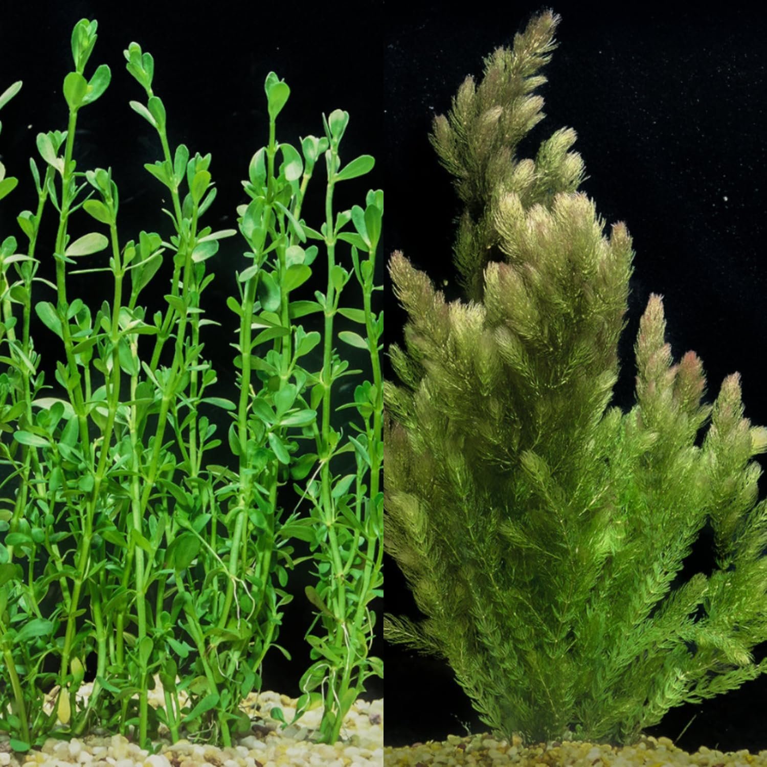 Bacopa Monnieri and Hornwort Aquari...