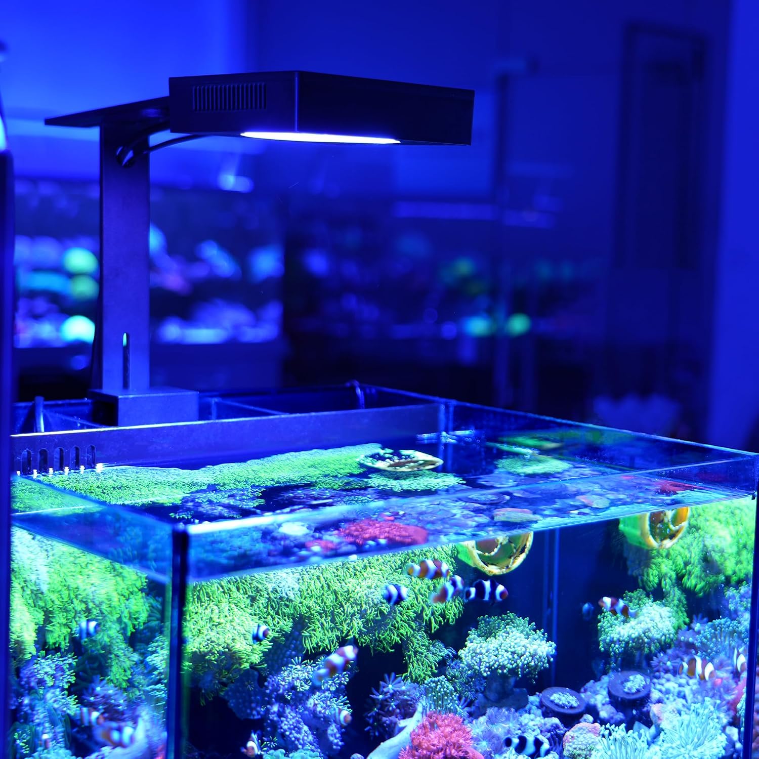 NICREW NavaReef 65 Reef LED Light, 65W Reef Aquarium Lighting for Soft/LPS Corals and Saltwater Fish Tanks, Built-in Timer, Blue Focused Spectrum - Image 8