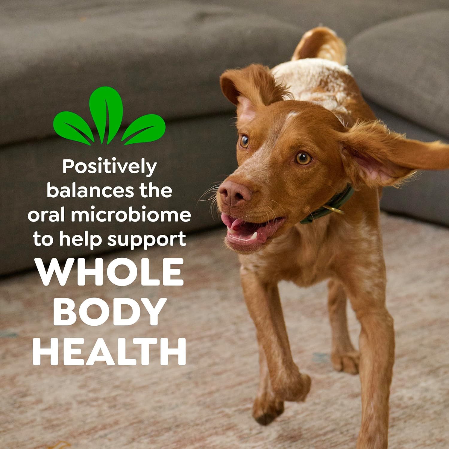 Greenies Teenie Original Natural Dental Dog Treats, Chicken, 43 Count | Clinically-proven, veterinarian-recommended, 47% less tartar & 40% less plaque in 28 days, for dogs 5-15 lbs, 12 oz. Pack - Image 9