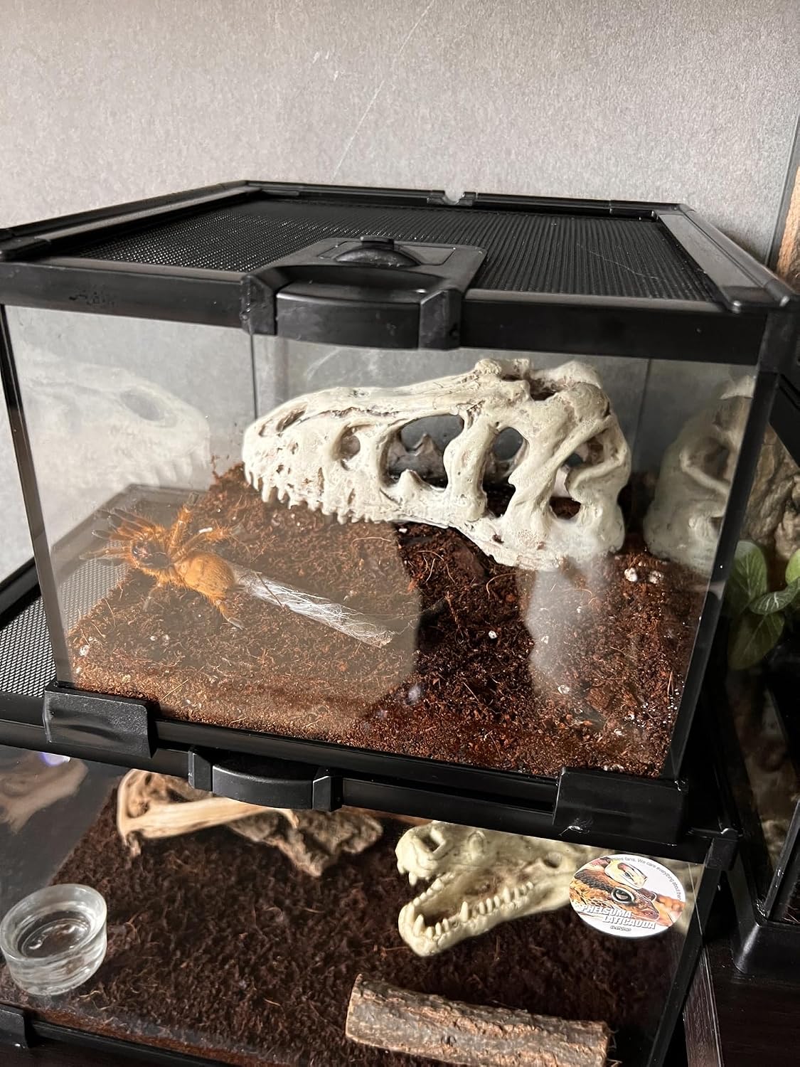 AWXZOM Mini Reptile Glass Terrarium Tank, cage for Tarantula Sling Geckos, Frog, Lizards, Chameleons,Turtles Snake Snail Insect Hermit Crab Isopods Reptiles Enclosure (7.9x7.9x5.7inch) - Image 3