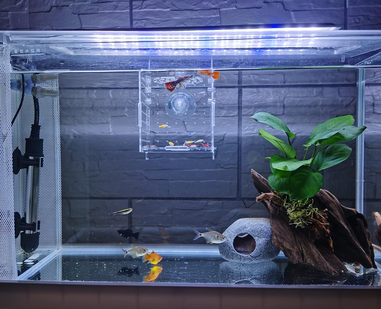 AWXZOM Acrylic Fish breeding Box, Acrylic Fish Isolation Box, Fish Separator for Aquarium, Hatchery Incubator with Suction Cups for Small Baby Fishes Shrimp Clownfish Guppy (3.9 * 3.9 * 3.9inch) - Image 2